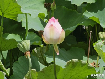 【花開半夏】荷花盛開