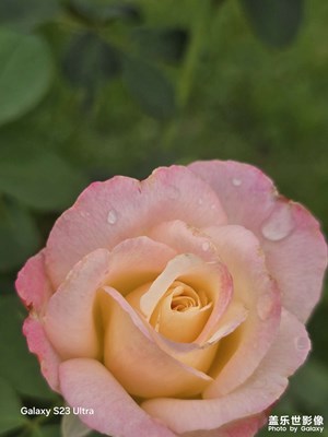 【花開半夏】+看花