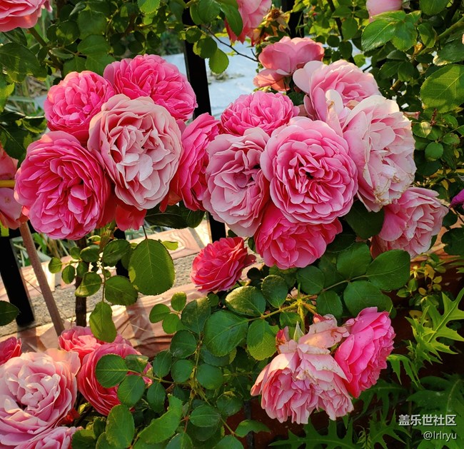 #六月江南暑未闌——花正艷