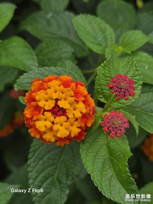 【花開半夏】夏日花卉