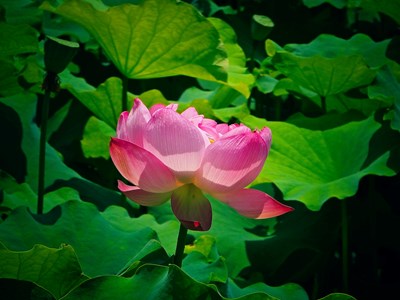 【花開半夏】+愛(ài)蓮說(shuō)