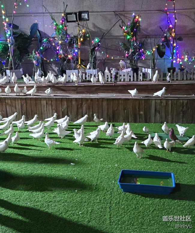 【鵬城夜景】街景夜色