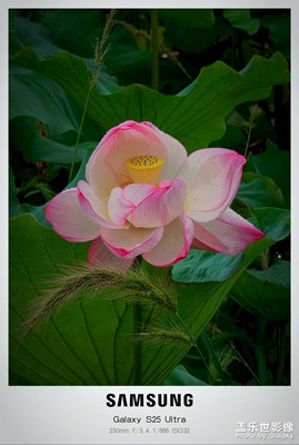 【花開半夏】+觀荷