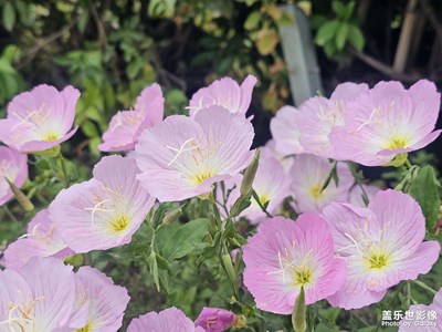 【花開半夏】+美麗月見草
