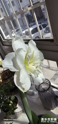 【花開半夏】+陽臺的水仙花