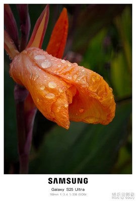 【花開半夏】+雨后