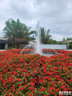【花開半夏】小花