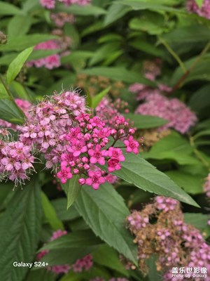 【花開半夏】路邊的花兒
