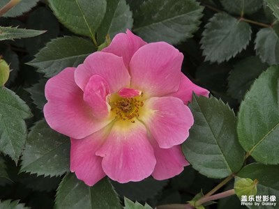 【花開半夏】花園里的花