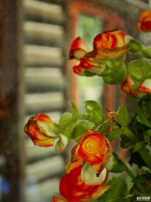 【花開半夏】+千姿百態(tài)