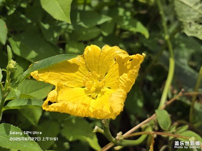 【花開(kāi)半夏】半夏時(shí)光