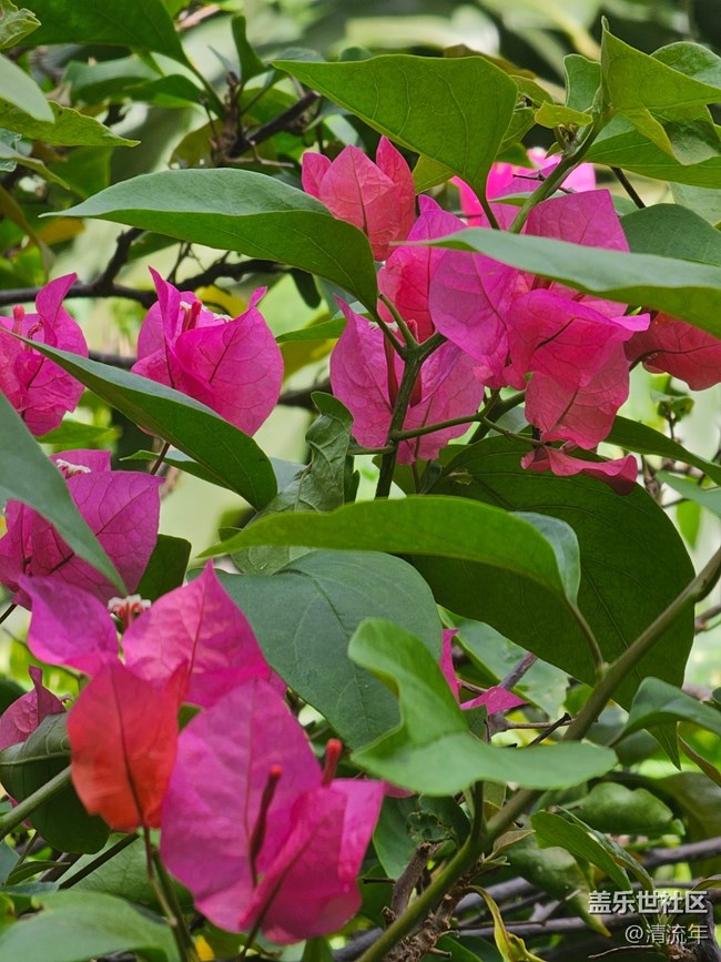 #六月江南暑未闌——大晴天