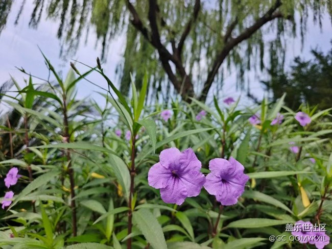 【浪漫盛夏季】看風(fēng)景