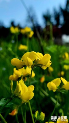 【花開(kāi)半夏】+那一抹艷麗