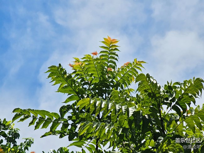 #六月江南暑未闌——大晴天