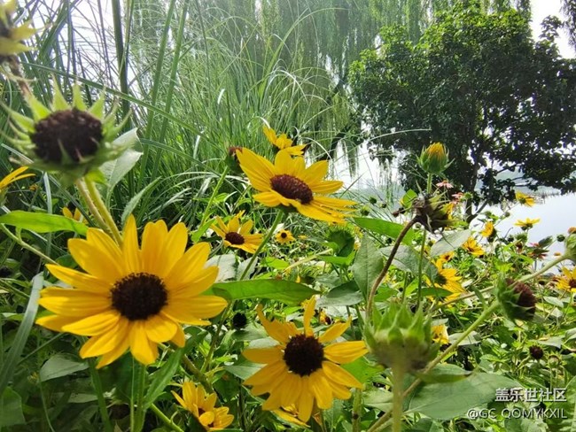 【浪漫盛夏季】看風(fēng)景