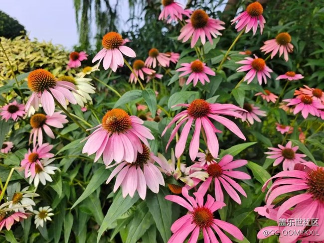 【浪漫盛夏季】看風(fēng)景