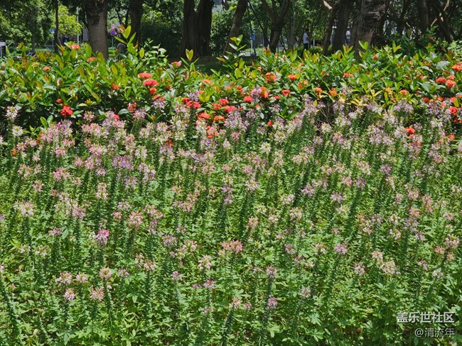 【浪漫盛夏季】盛夏