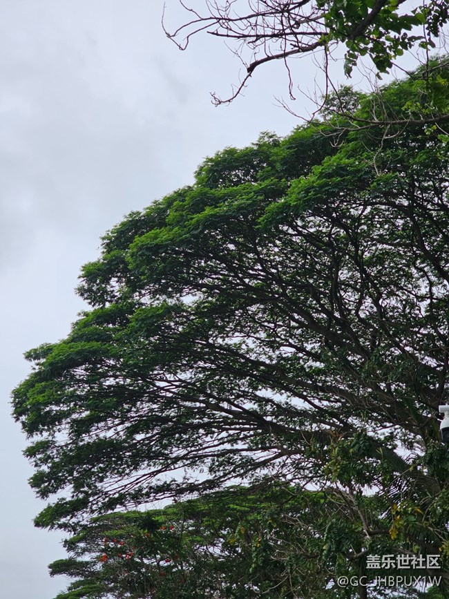 【Galaxy影像】#雨季的詩意