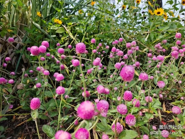 【浪漫盛夏季】看風(fēng)景