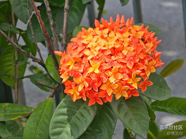 #六月江南暑未闌——大晴天