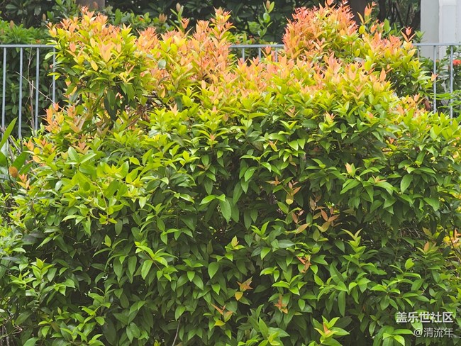 【浪漫盛夏季】盛夏