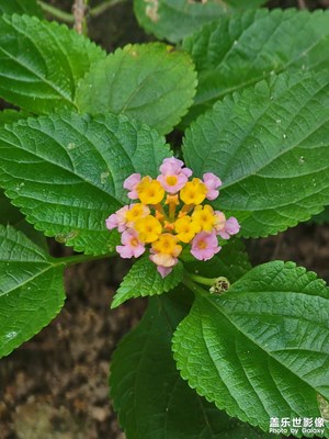 【花開半夏】山上花朵
