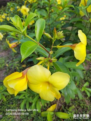 【花開半夏】喇叭輕舉向天歌，一曲歡樂躍林間