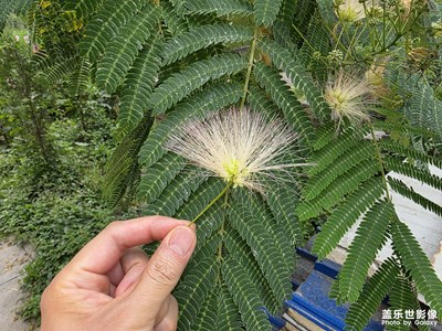 【花開半夏】+花兒與鳥
