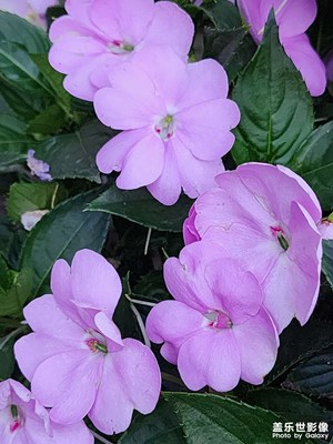 【花開半夏】多彩夏日