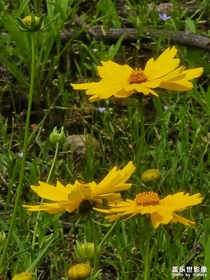 【花開半夏】+山上的黃花