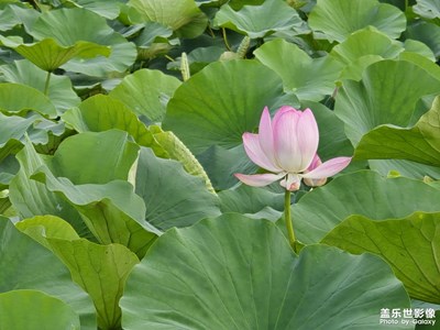 【花開(kāi)半夏】+荷葉荷花
