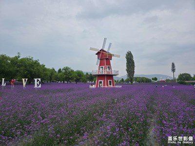 【花開半夏】+遨游花海