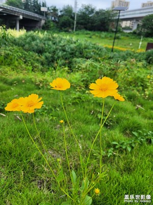 【花開半夏】+明艷小花