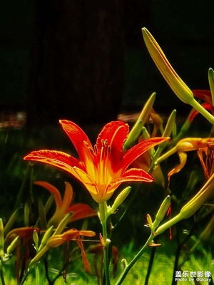 【花開半夏】+各有其美