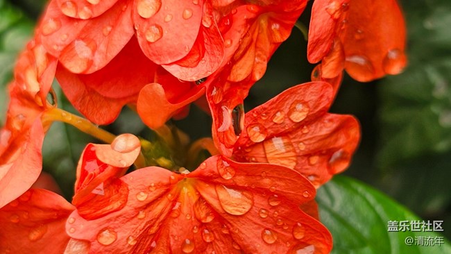 【Galaxy影像】#雨季的詩意