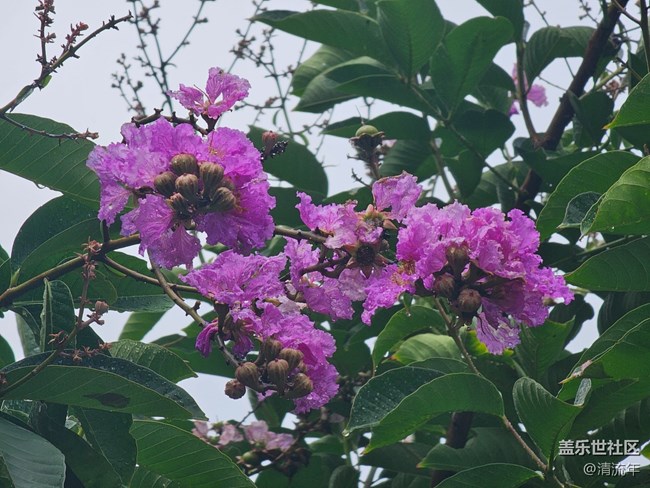 【夏日松弛感】夏天