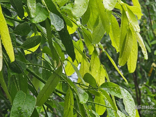 【夏日松弛感】夏天
