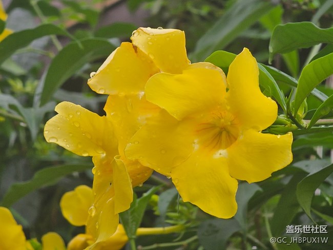 【夏日松弛感】雨滴晶瑩