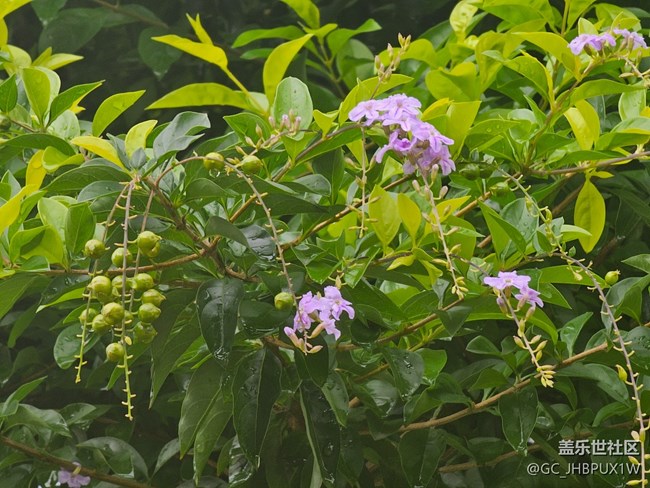 【夏日松弛感】雨滴晶瑩