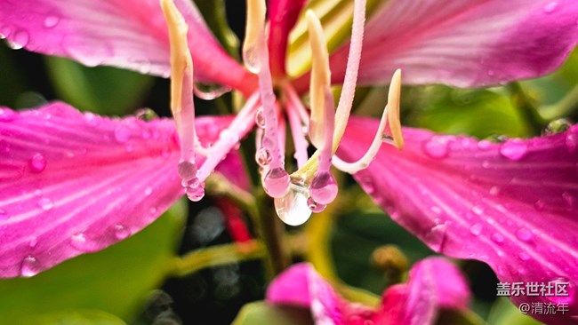 【Galaxy影像】#雨季的詩意