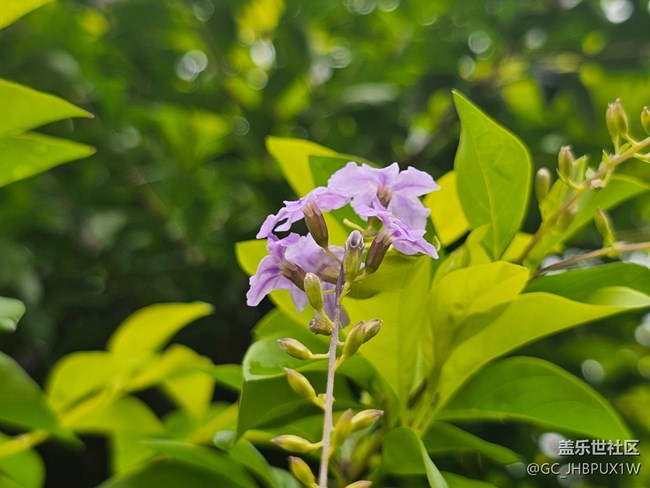 【夏日松弛感】雨滴晶瑩