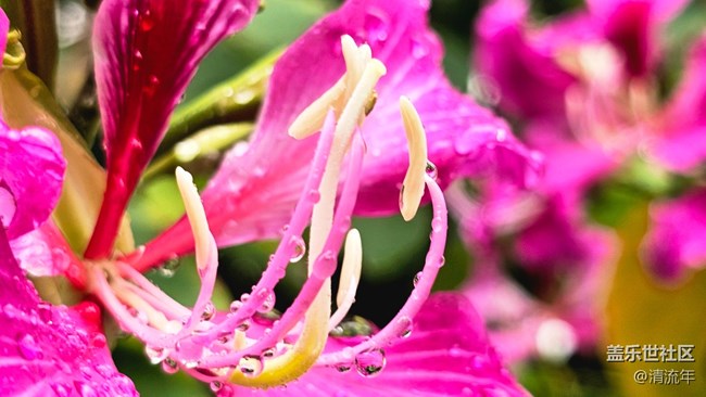 【Galaxy影像】#雨季的詩意