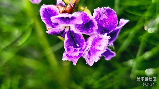 【Galaxy影像】#雨季的詩意