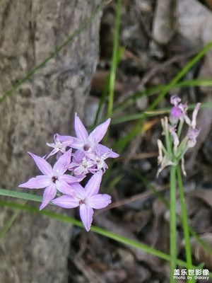 【花開半夏】+ 夏天奄奄的花