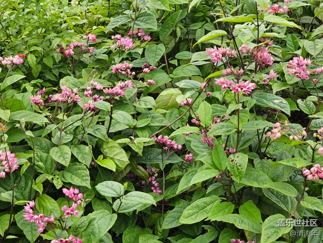 【夏日松弛感】六月日常