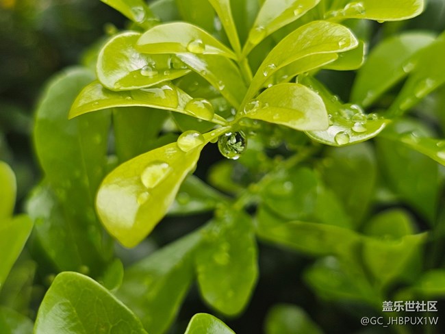 【夏日松弛感】雨滴晶瑩