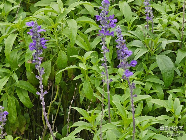 【夏日松弛感】六月日常