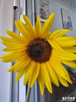 [花開(kāi)半夏]花魁