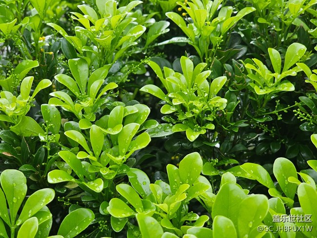 【夏日松弛感】雨滴晶瑩